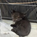 黒茶っぽい毛色の子猫里親募集