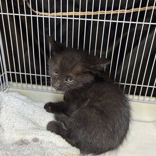 黒茶っぽい毛色の子猫里親募集