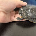 リバークーターちゃん里親募集中