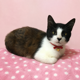 まるコロ兄弟！超甘えん坊『コロ君』６カ月