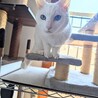 頭をなでてもらうのが好き♡チビ サムネイル2
