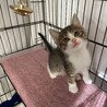 ピンクのお鼻の可愛いキジシロくん サムネイル2