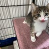 ピンクのお鼻の可愛いキジシロくん サムネイル3