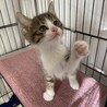 ピンクのお鼻の可愛いキジシロくん サムネイル4