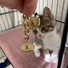 ピンクのお鼻の可愛いキジシロくん サムネイル5