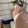 ピンクのお鼻の可愛いキジシロくん サムネイル6