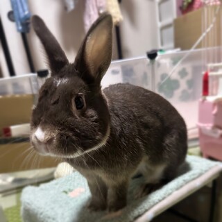 人が大好きで甘えんぼのネザー男の子♡