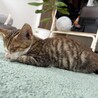 雑種のオス　生後２ヶ月 サムネイル2