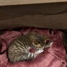 雑種のオス　生後２ヶ月 サムネイル3