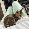雑種のオス　生後２ヶ月 サムネイル4