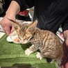 雑種のオス　生後２ヶ月 サムネイル5