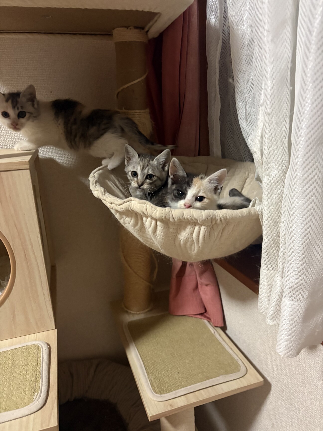 子猫の里親募集」茨城県 - 猫の里親募集(541677) 1枚目の画像