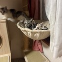 子猫の里親募集