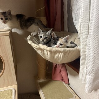 子猫の里親募集