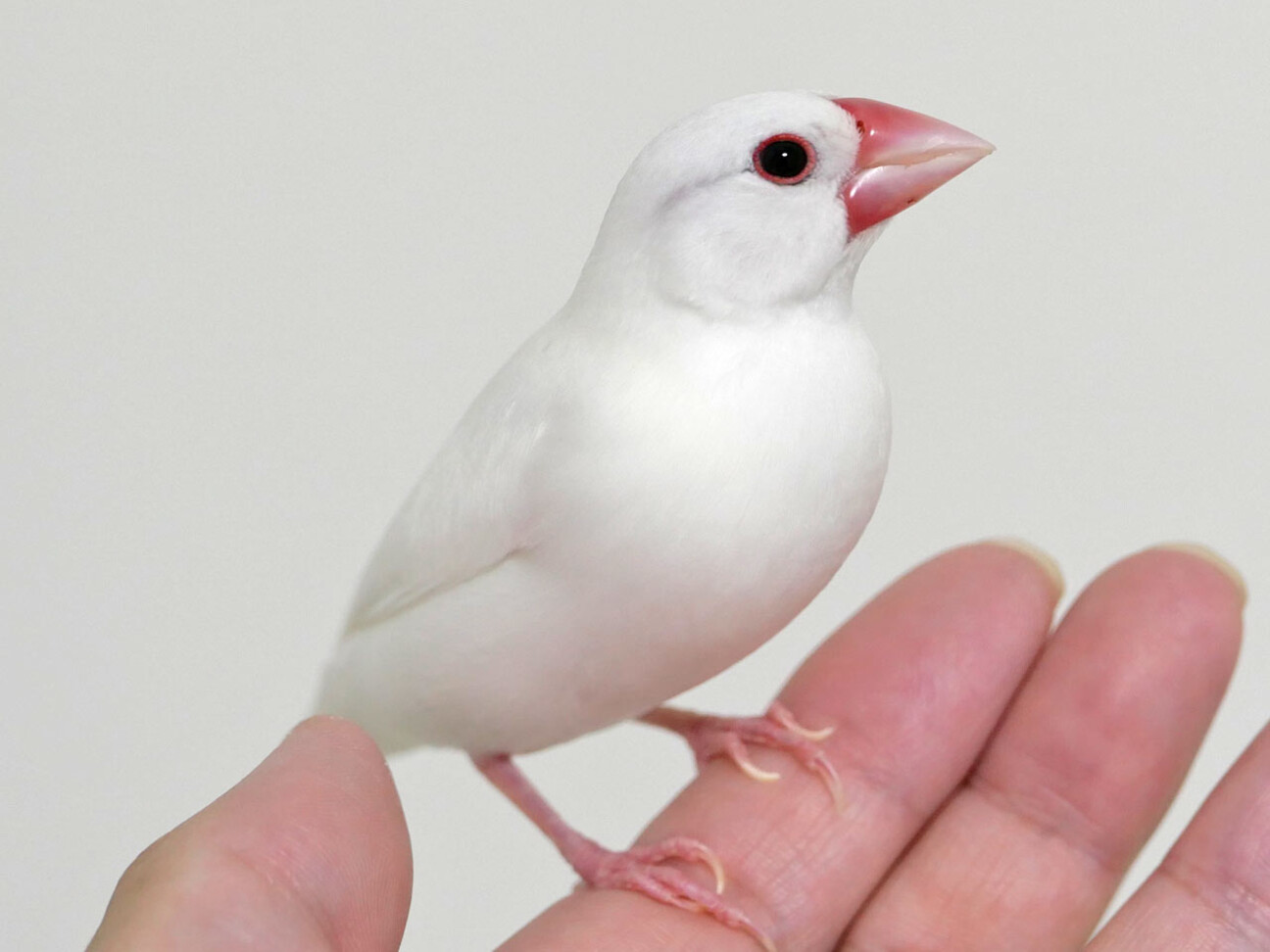 【白文鳥】4つセット ホワイトルーセント ブライトニングスキンケアパウダ 白文鳥】4つセット ホワイトルーセント ブライトニングスキンケア
