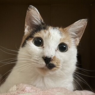 2歳 三毛猫 女の子