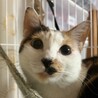 2歳 三毛猫 女の子 サムネイル2