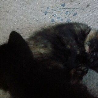 黒猫や黒サビの子猫です