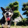 ポチくん サムネイル2