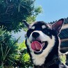 ポチくん サムネイル3
