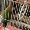 みるくげん
