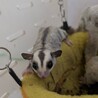 【里親さん決まりました。フクロモモンガのプラチナ】 サムネイル2