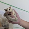 【里親さん決まりました。フクロモモンガのプラチナ】 サムネイル3