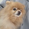小柄でやんちゃなポメラニアン サムネイル2