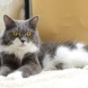 1歳のマンチカン【ベス】ちゃん サムネイル3