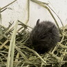 兵庫県西宮市生後約2か月のデグーの女の子の里親募集 サムネイル3