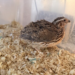 並ウズラ 男の子