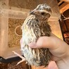 並ウズラ 男の子 サムネイル2