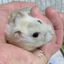 頑張るりくくん！