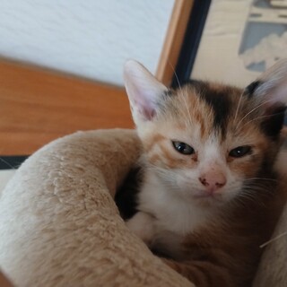 子猫の里親募集