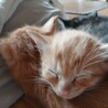 子猫の里親募集 サムネイル2