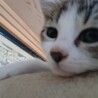 子猫の里親募集 サムネイル3