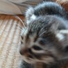 子猫の里親募集 サムネイル4