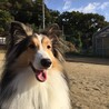 Shelly_Sheltie