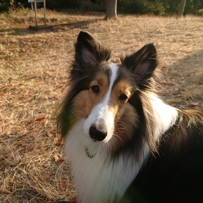 Shelly_Sheltieのカバー写真