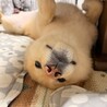 いいじまさと