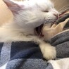 ててふ
