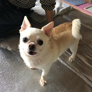 スムースチワワ　8歳　里親さま募集