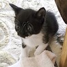 授乳～超人懐こくて超甘えん坊のカワ君 サムネイル6