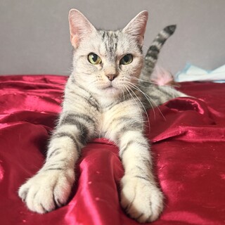 元迷子猫/見た目はクール…中身は甘えん坊