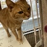【6月20日譲渡会参加】茶トラ猫のデコちゃん) サムネイル2