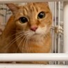 【6月20日譲渡会参加】茶トラ猫のデコちゃん) サムネイル4
