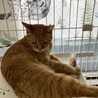 【6月20日譲渡会参加】茶トラ猫のデコちゃん) サムネイル5