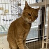 【6月20日譲渡会参加】茶トラ猫のデコちゃん) サムネイル6