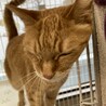 【6月20日譲渡会参加】茶トラ猫のデコちゃん) サムネイル7