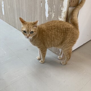 【6月20日譲渡会参加】茶トラ猫のちーちゃん 